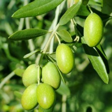 Hojiblanca Extra Virgin Olive Oil - Northern Hemisphere (Spain) ***JUST ARRIVED***